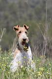 FOX TERRIER 270